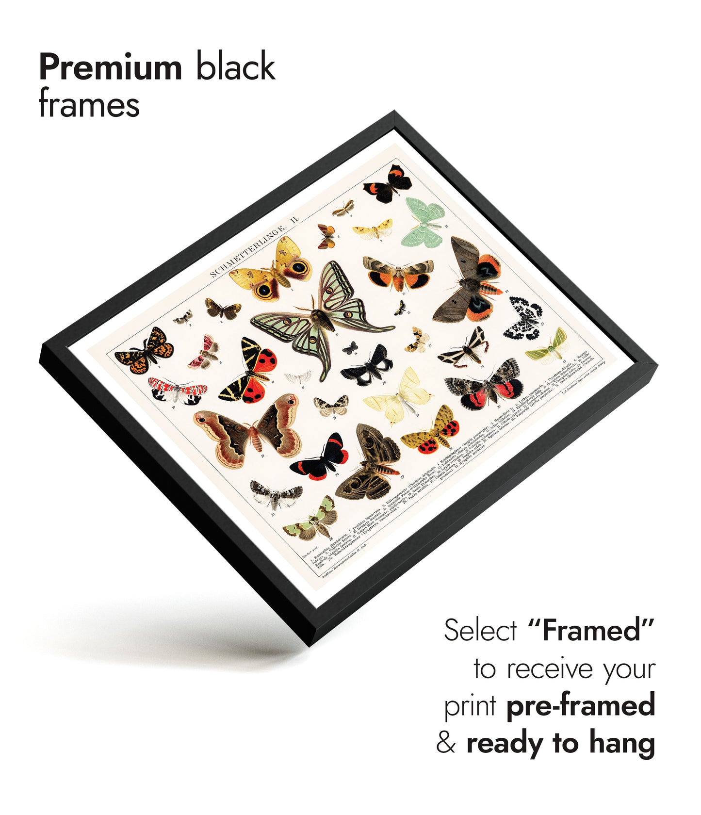 Lithographie antique de papillon et de mite