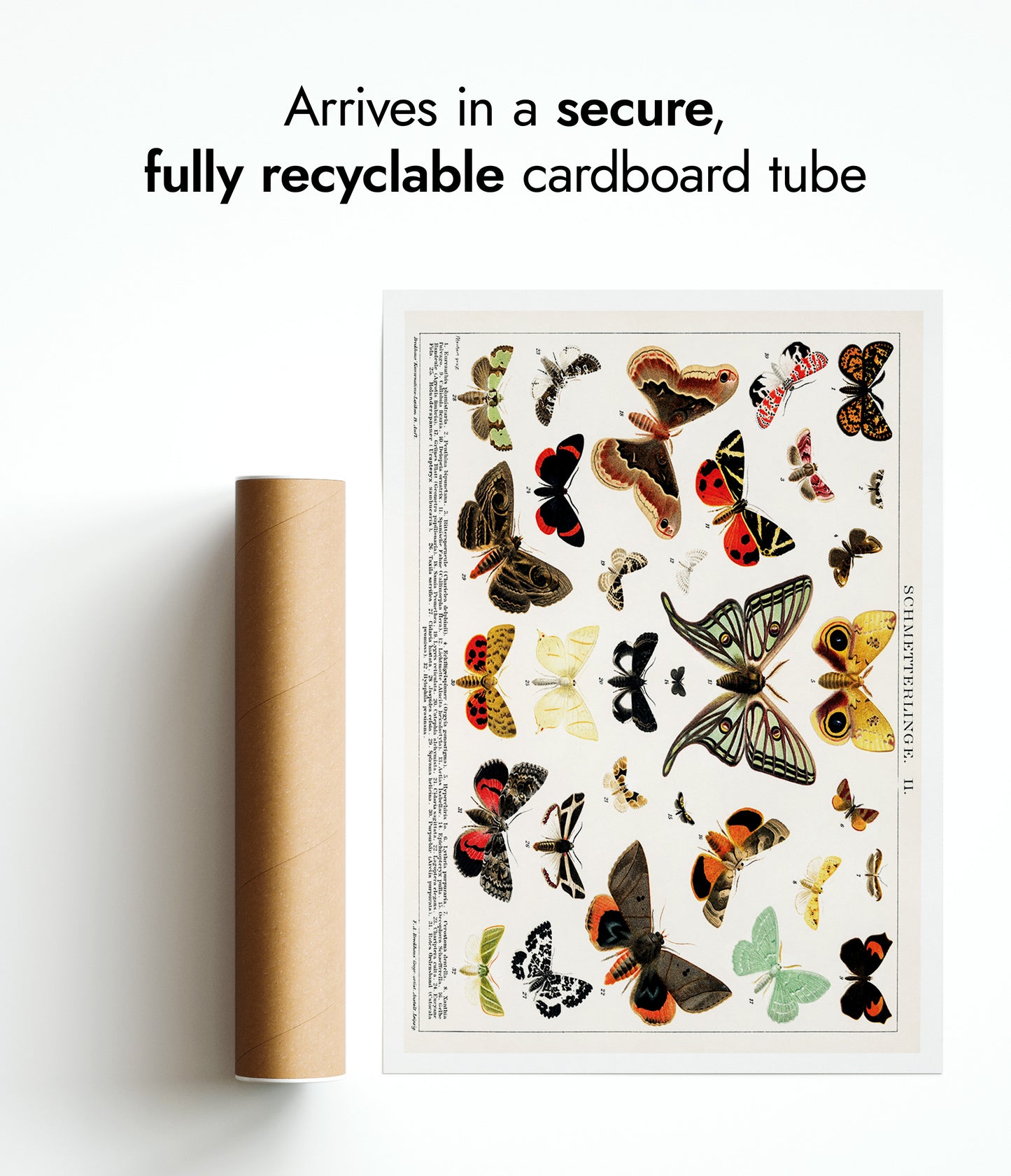 Lithographie antique de papillon et de mite