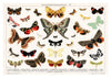Lithographie antique de papillon et de mite print