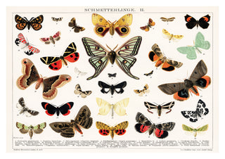 Lithographie antique de papillon et de mite print