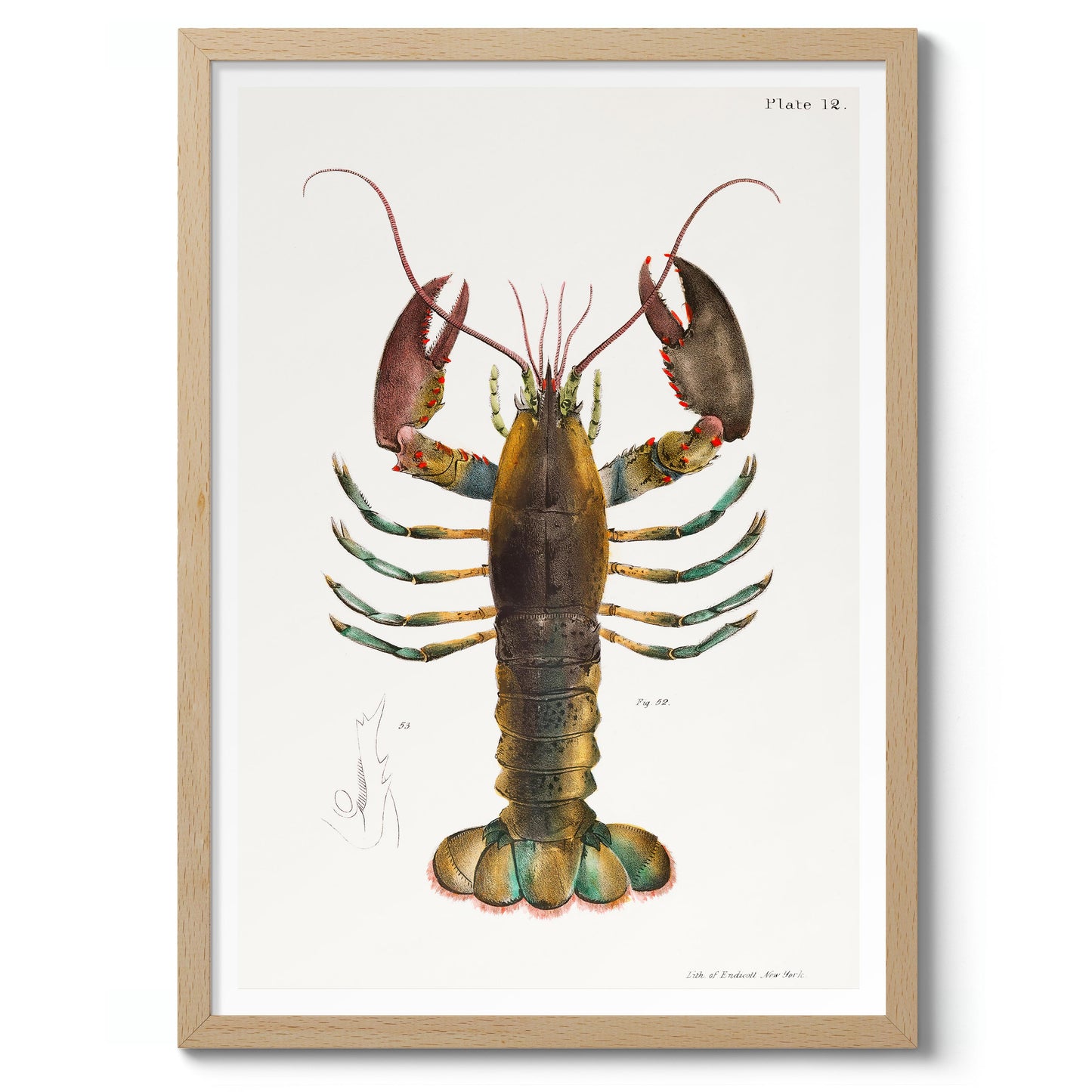 Homard américain (Homarus Americanus)
