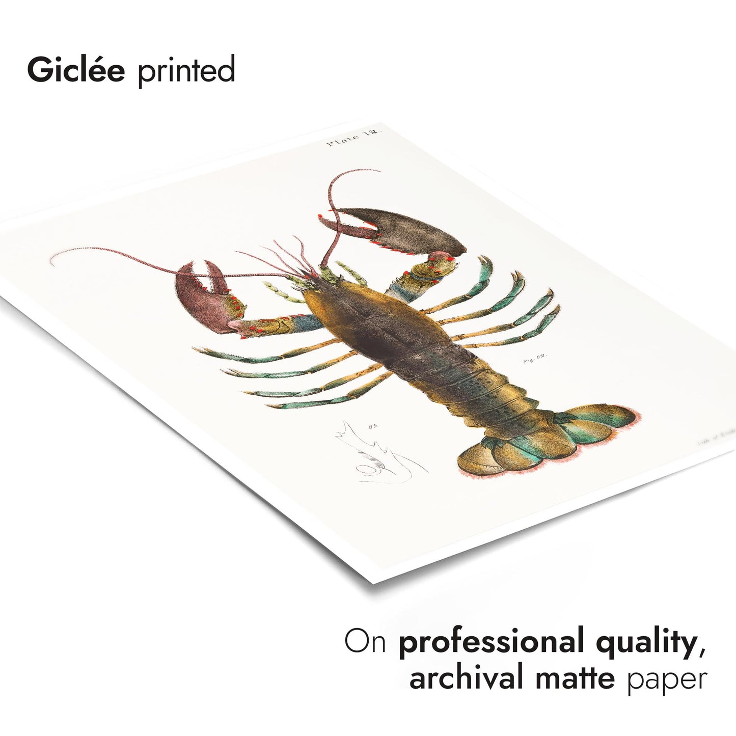 Homard américain (Homarus Americanus)