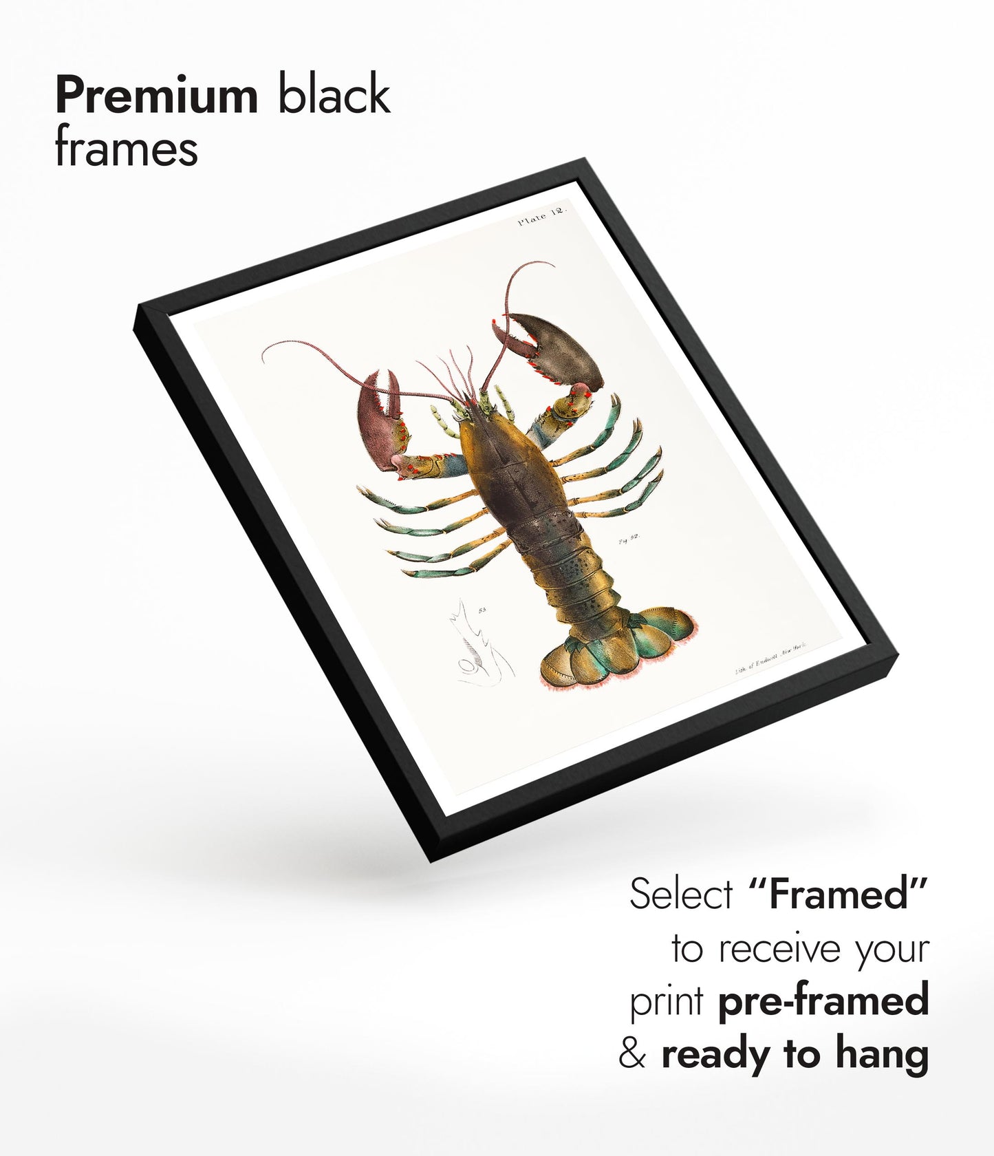 Homard américain (Homarus Americanus)