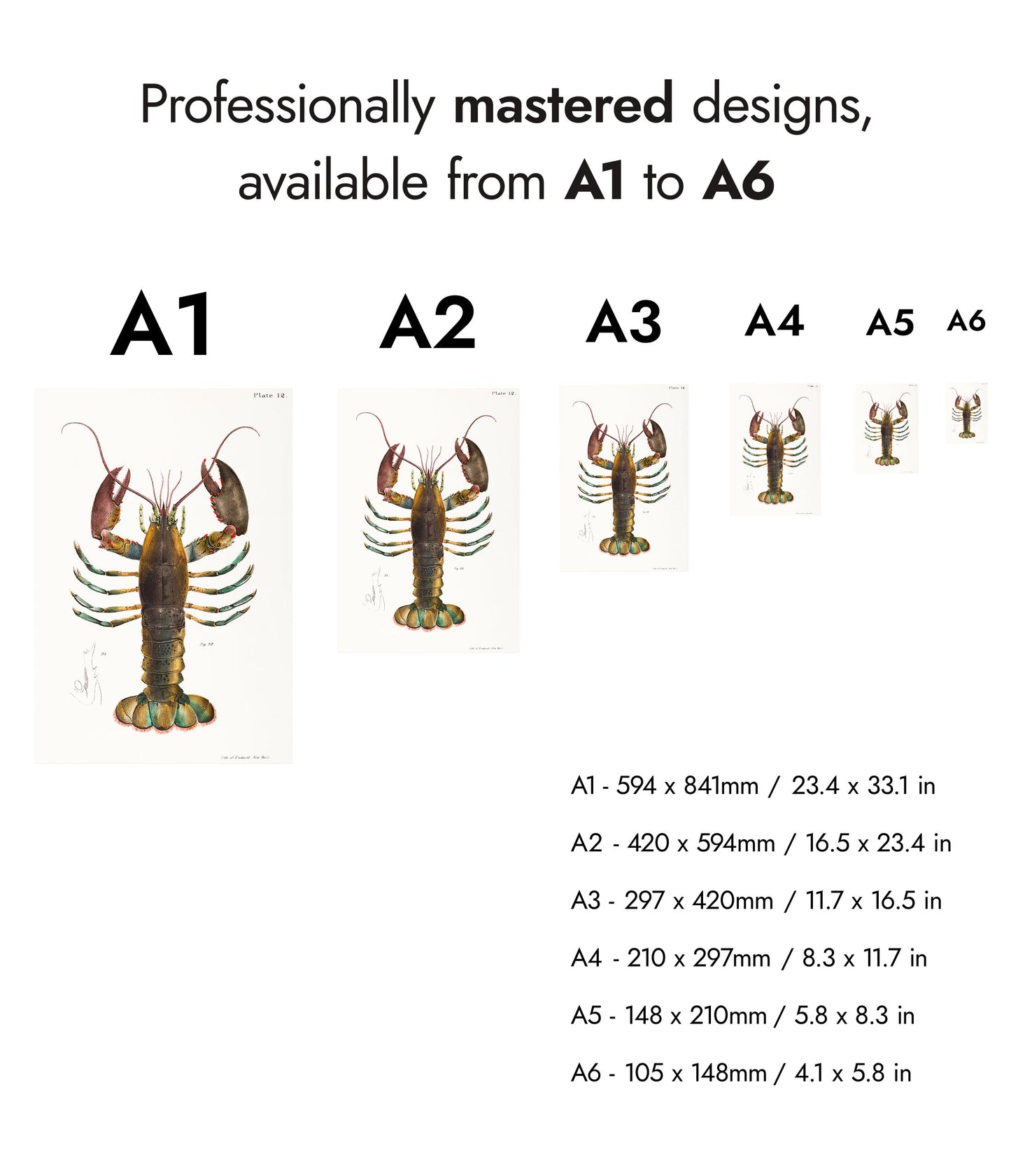 Homard américain (Homarus Americanus)