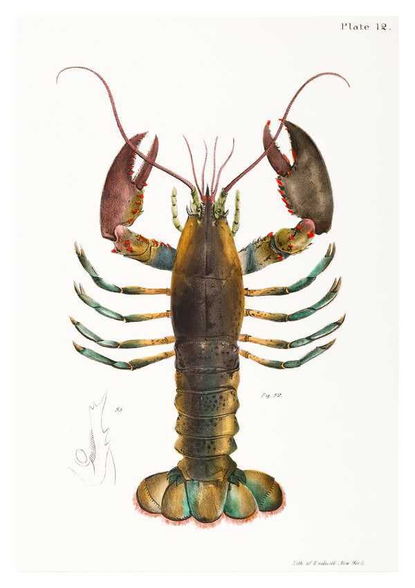 Amerikansk hummer (Homarus americanus)
