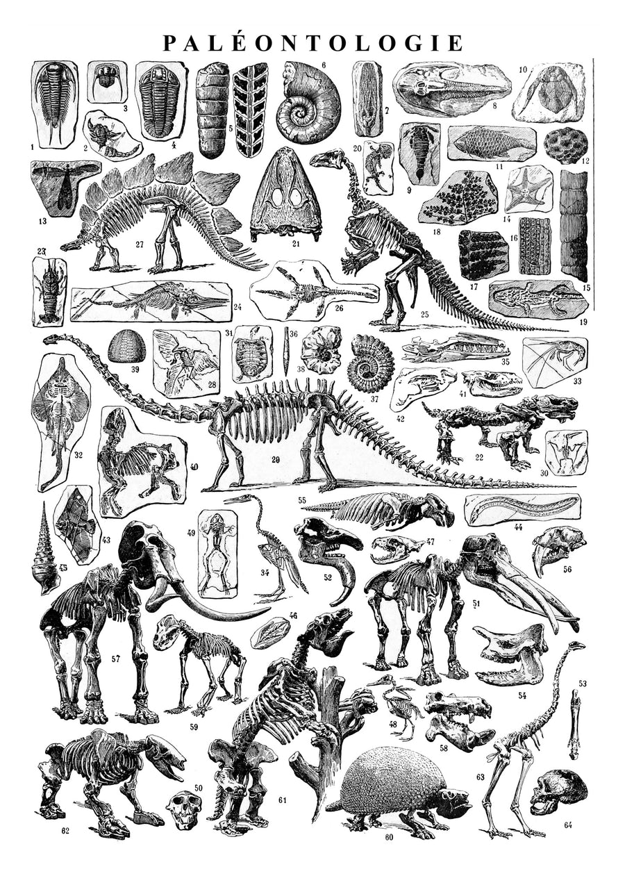 Paleontologi - Print Only frame