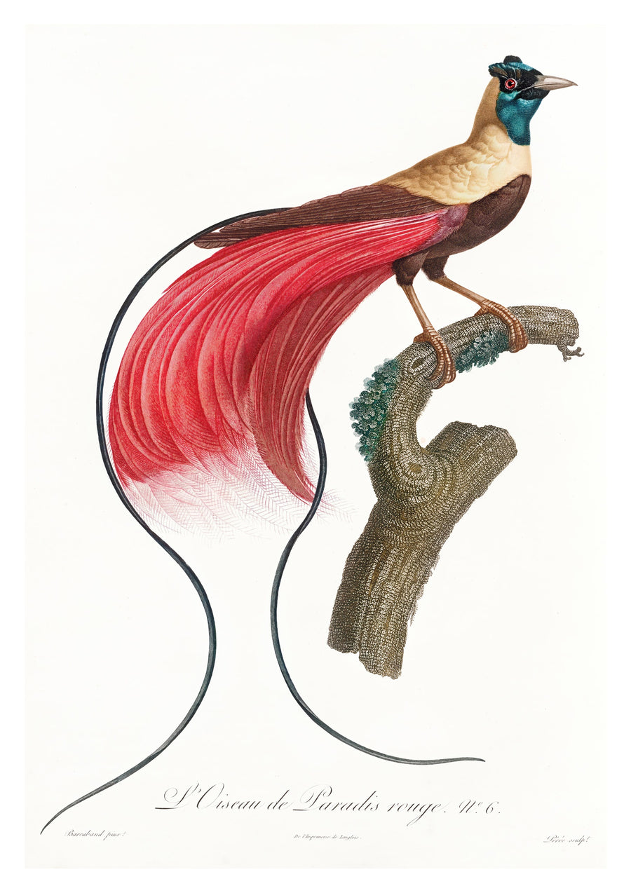 Red Bird of Paradise - Print Only frame