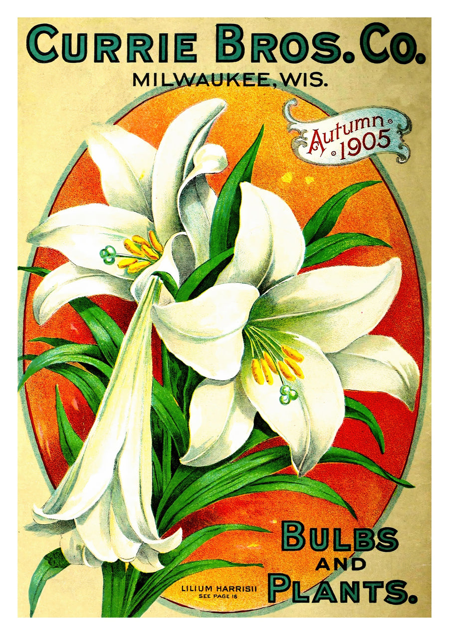 Bulbs and Plants - Print Only frame