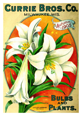 Bulbs and Plants print