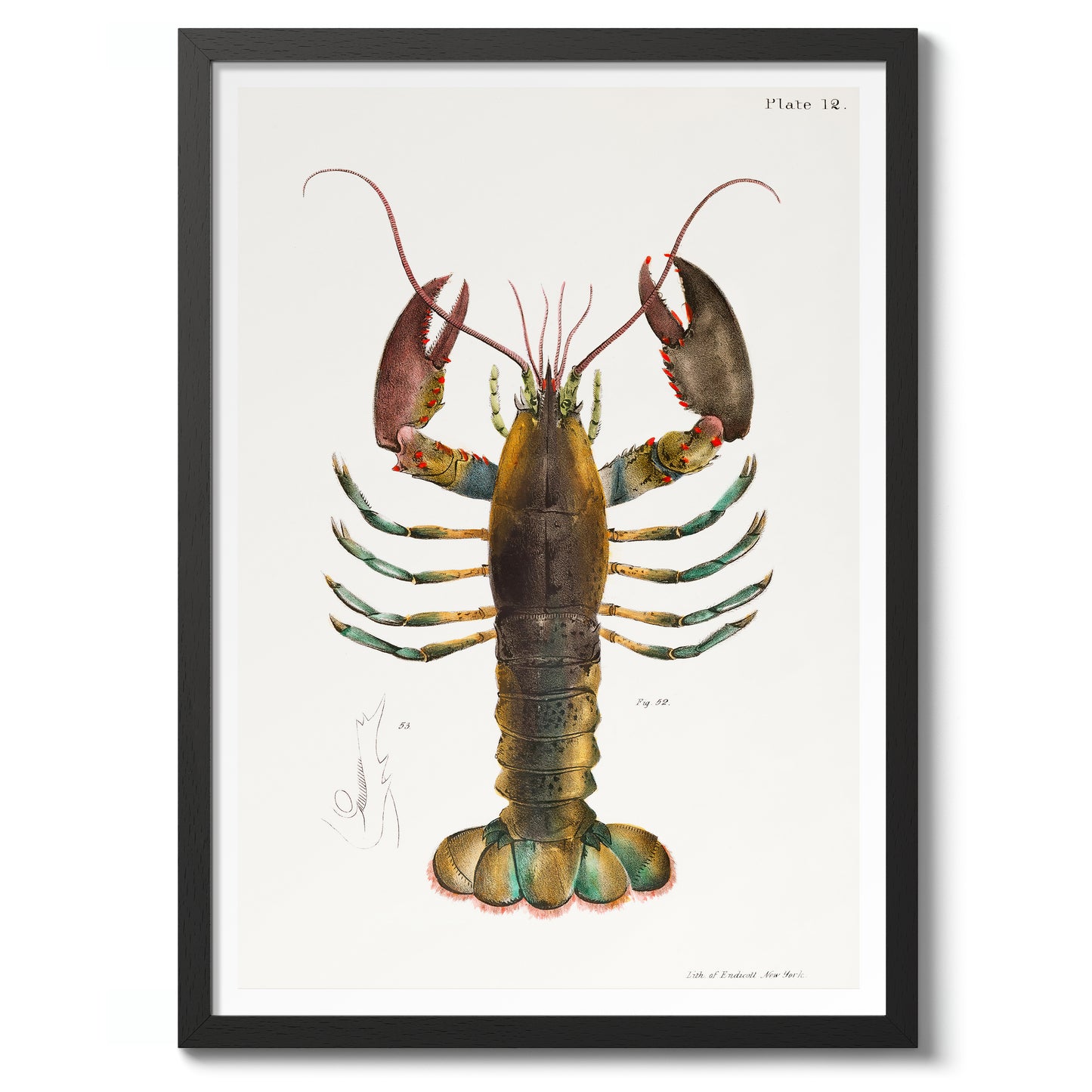 Homard américain (Homarus Americanus)