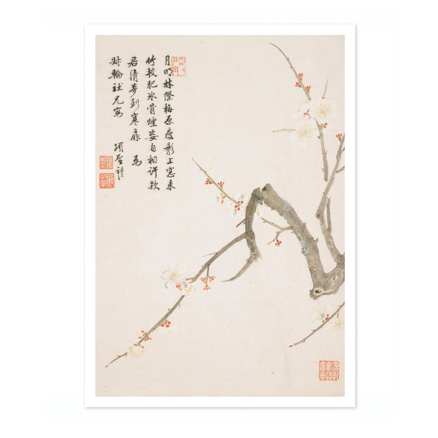 Blommande plommonblomma