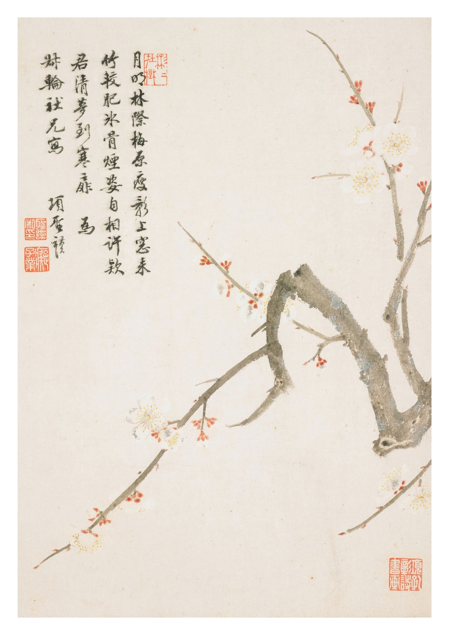 Blommande plommonblomma