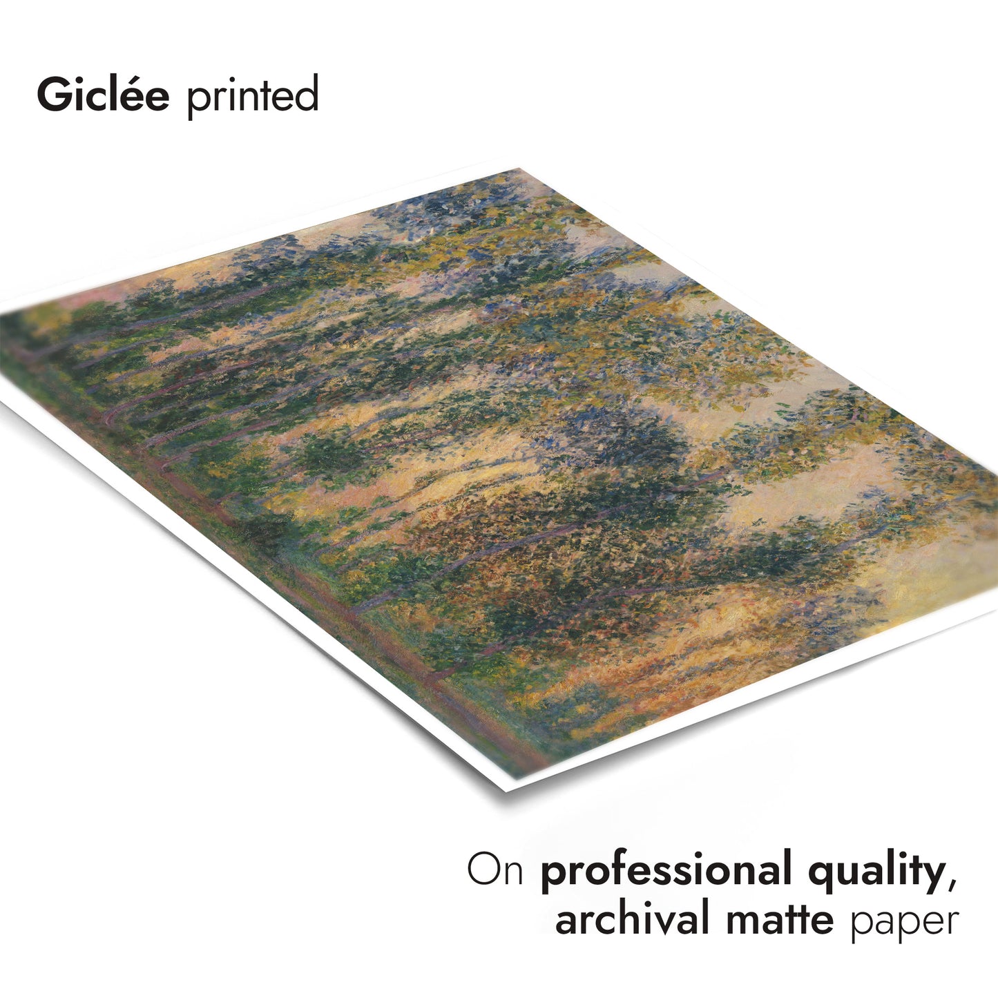 Pappeln in Giverny, Sonnenaufgang