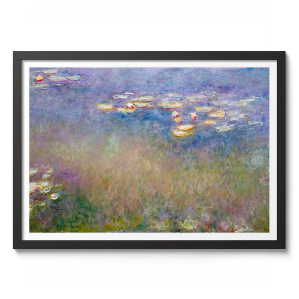 Water Lilies