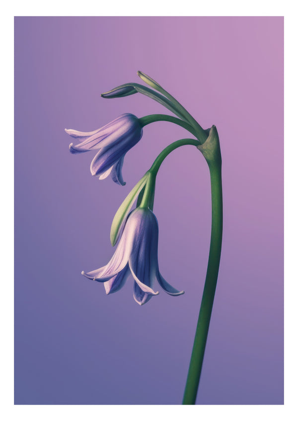 Blaustern