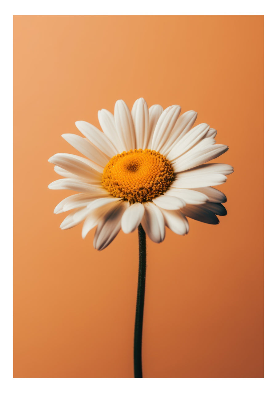 Daisy - Print Only frame