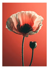 Poppy print