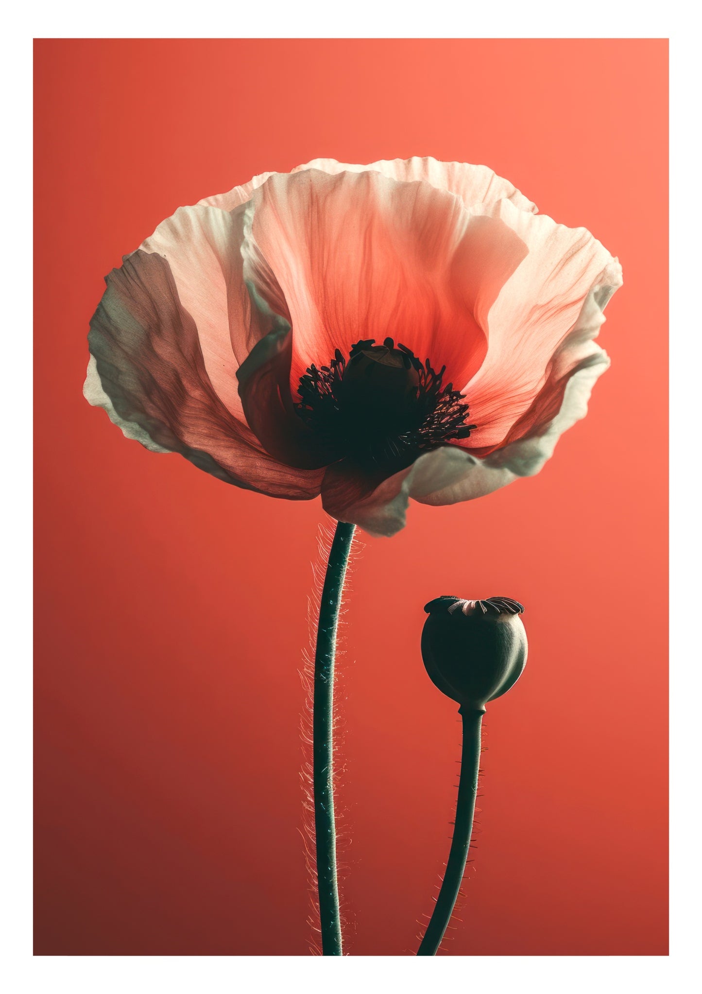 Poppy