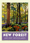 New Forest, Ancient Woodlands print