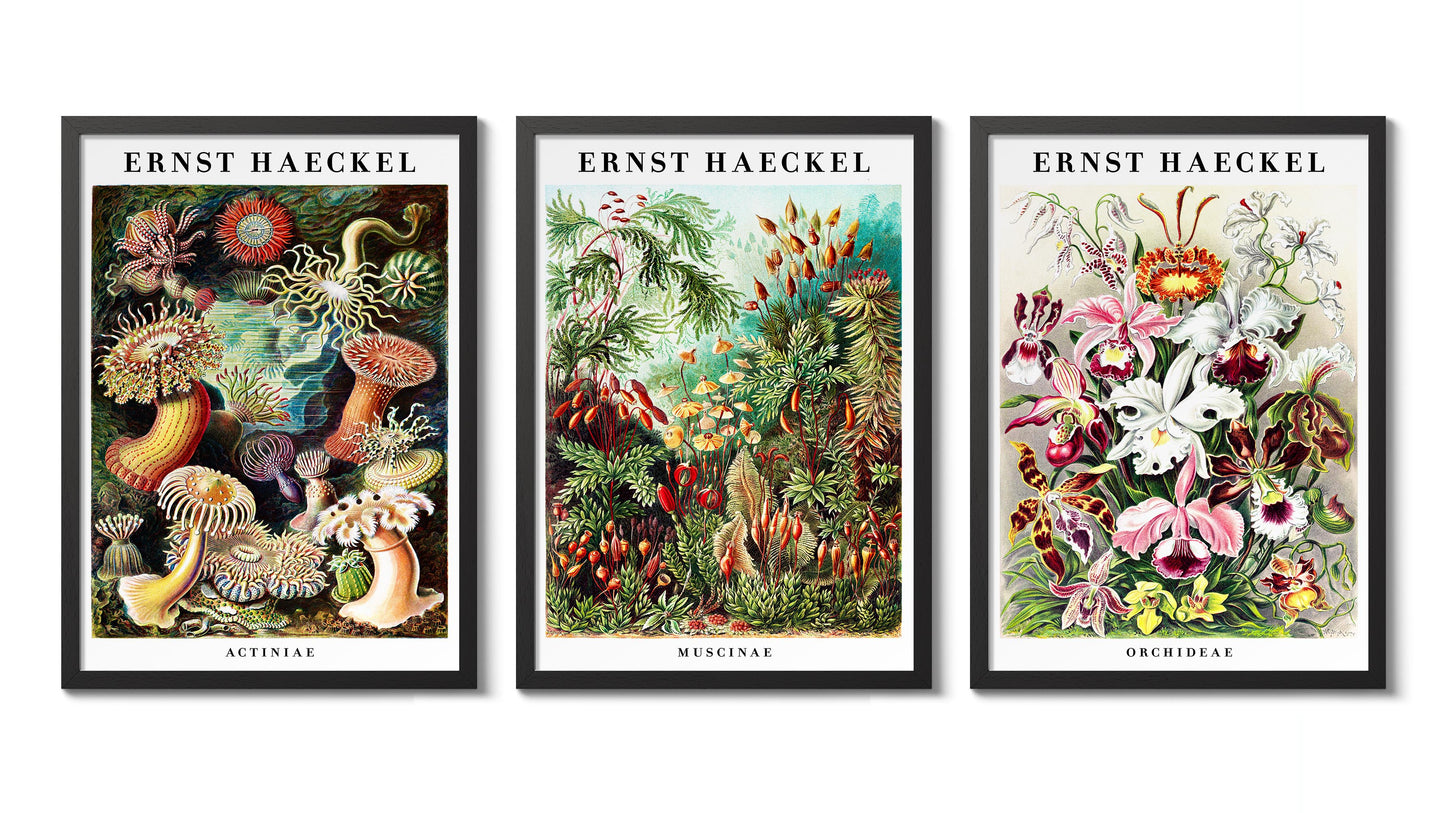 Ernst Haeckel - Set aus 3