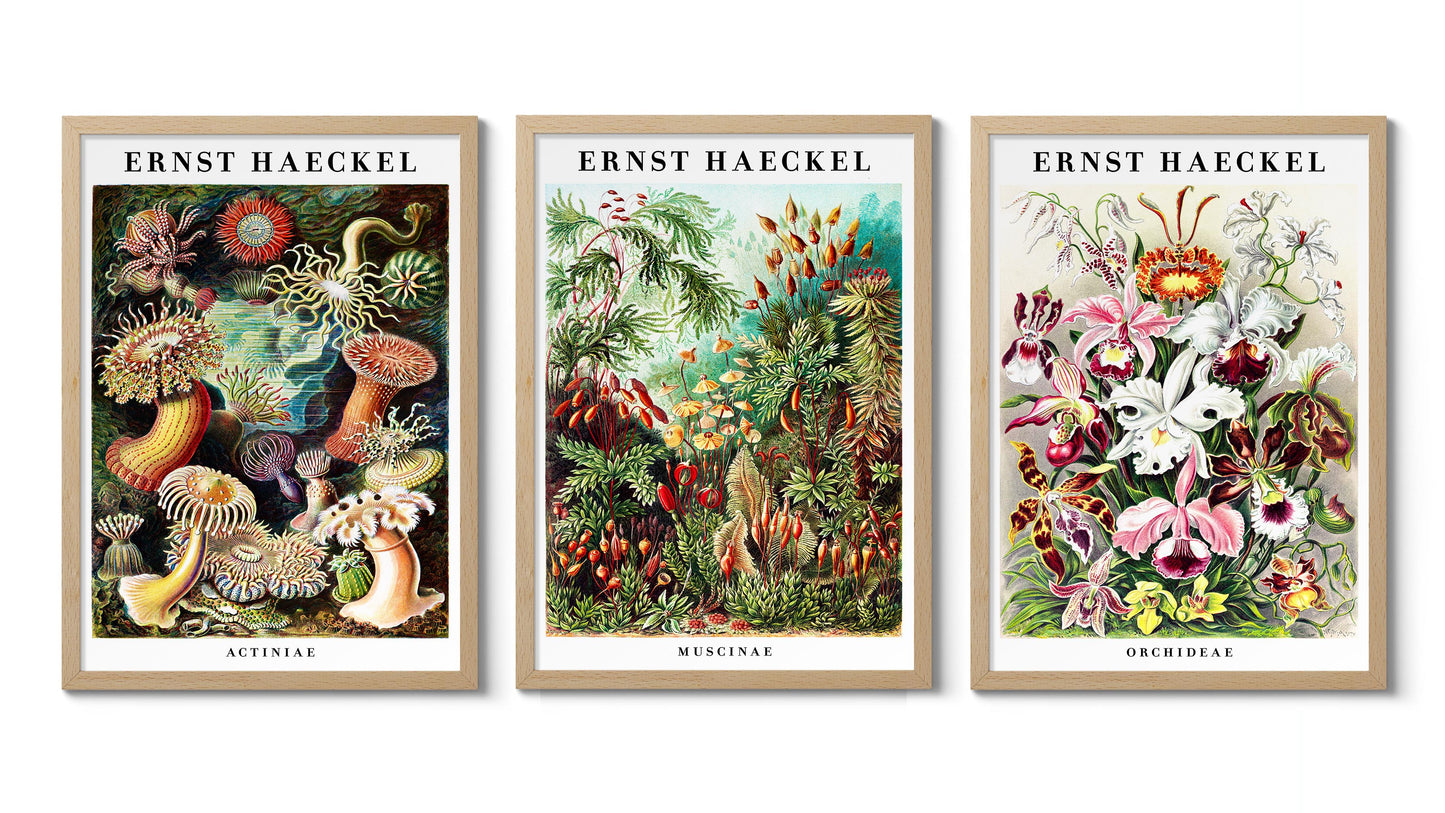 Ernst Haeckel - Set aus 3