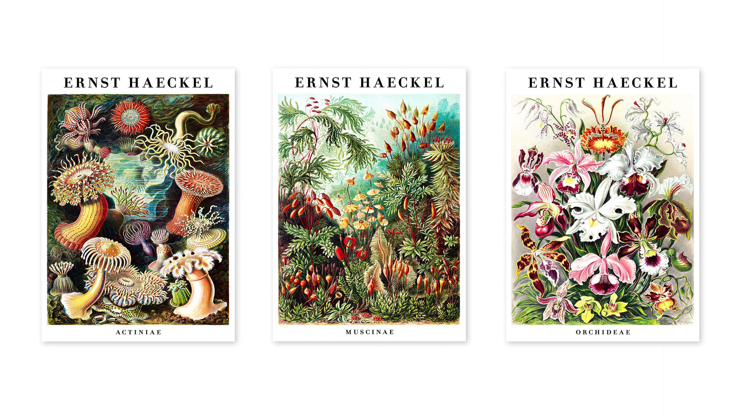 Ernst Haeckel - Set aus 3