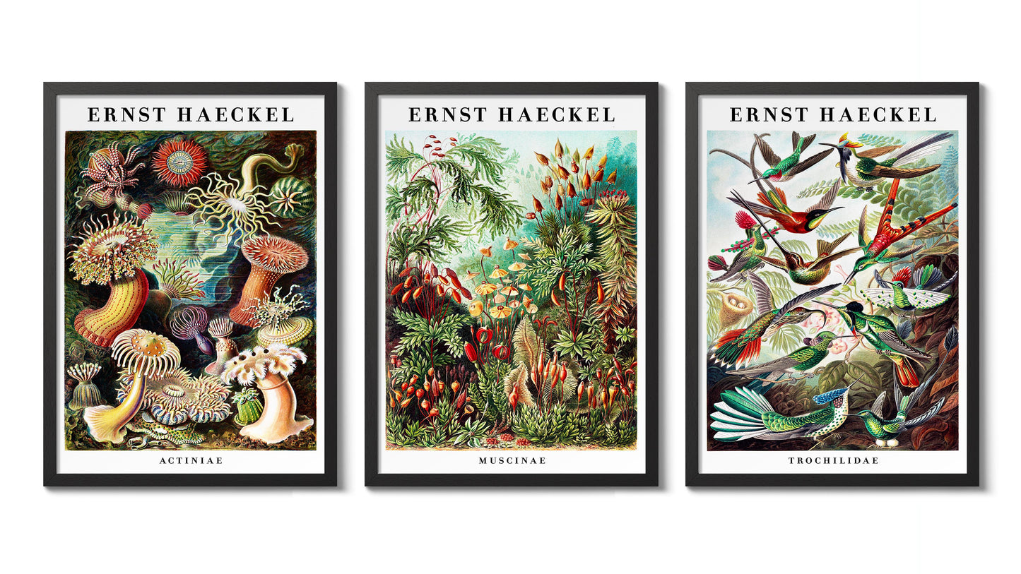 Ernst Haeckel - Set om 3