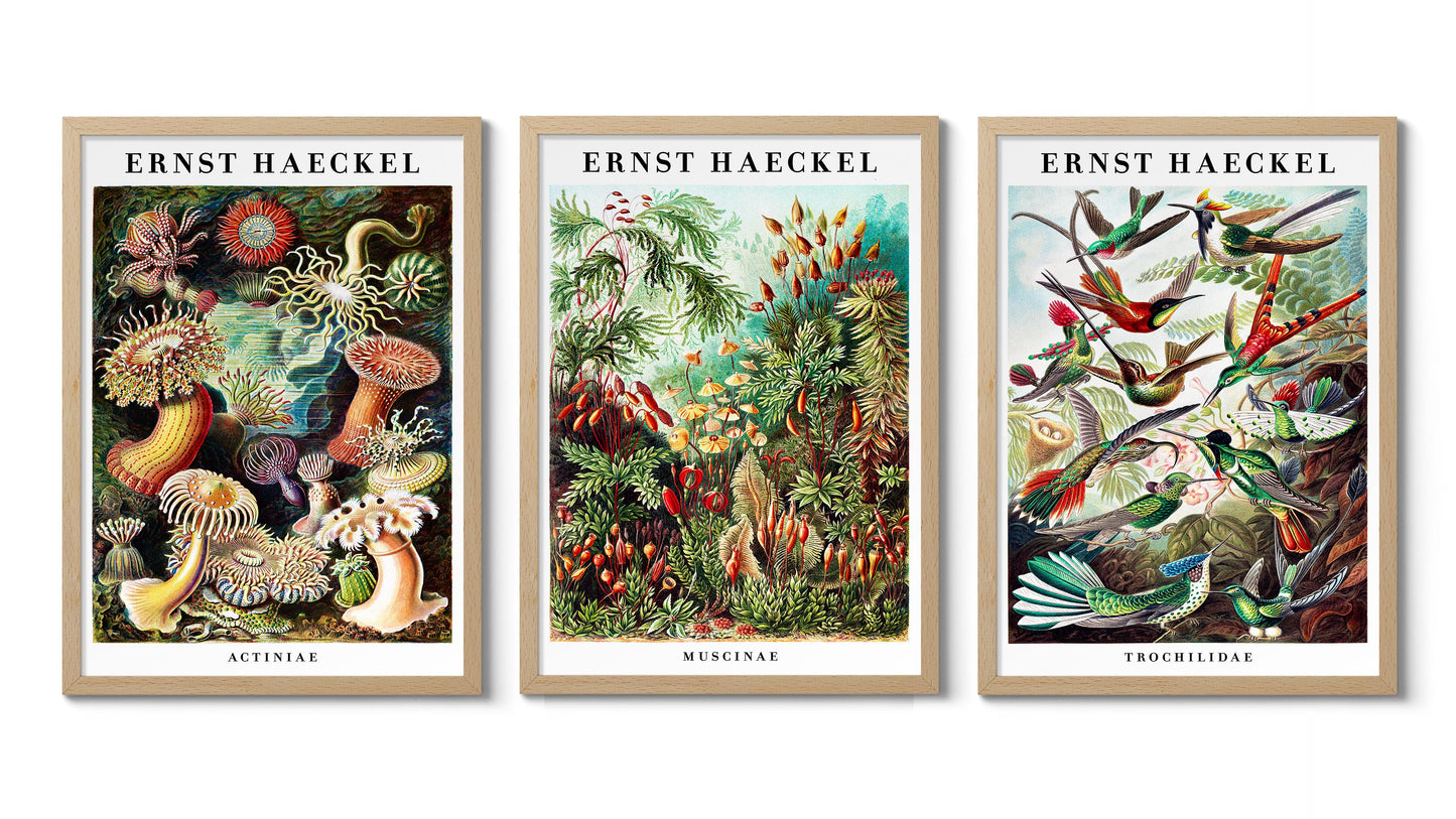 Ernst Haeckel - Set om 3