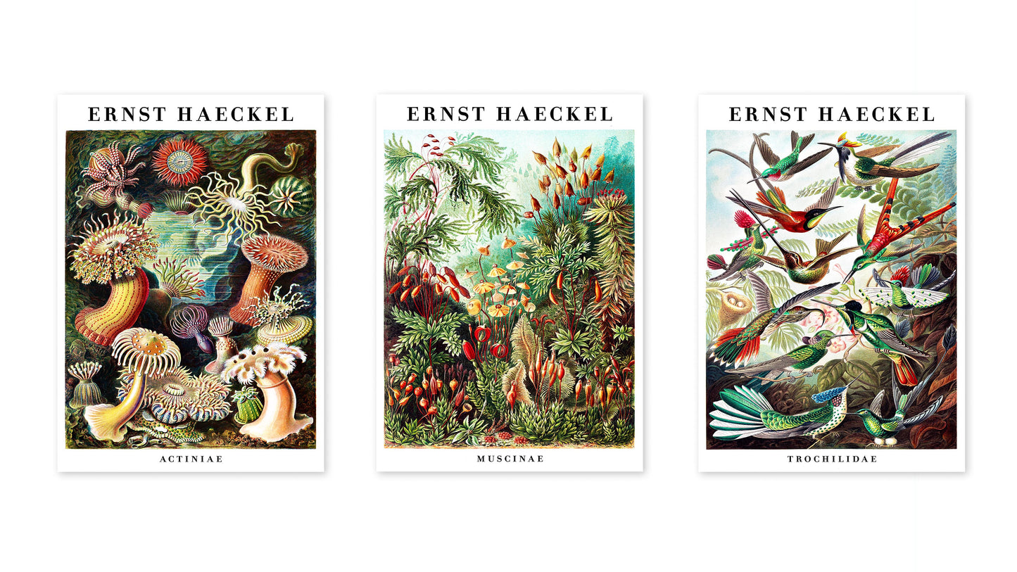 Ernst Haeckel - Set om 3