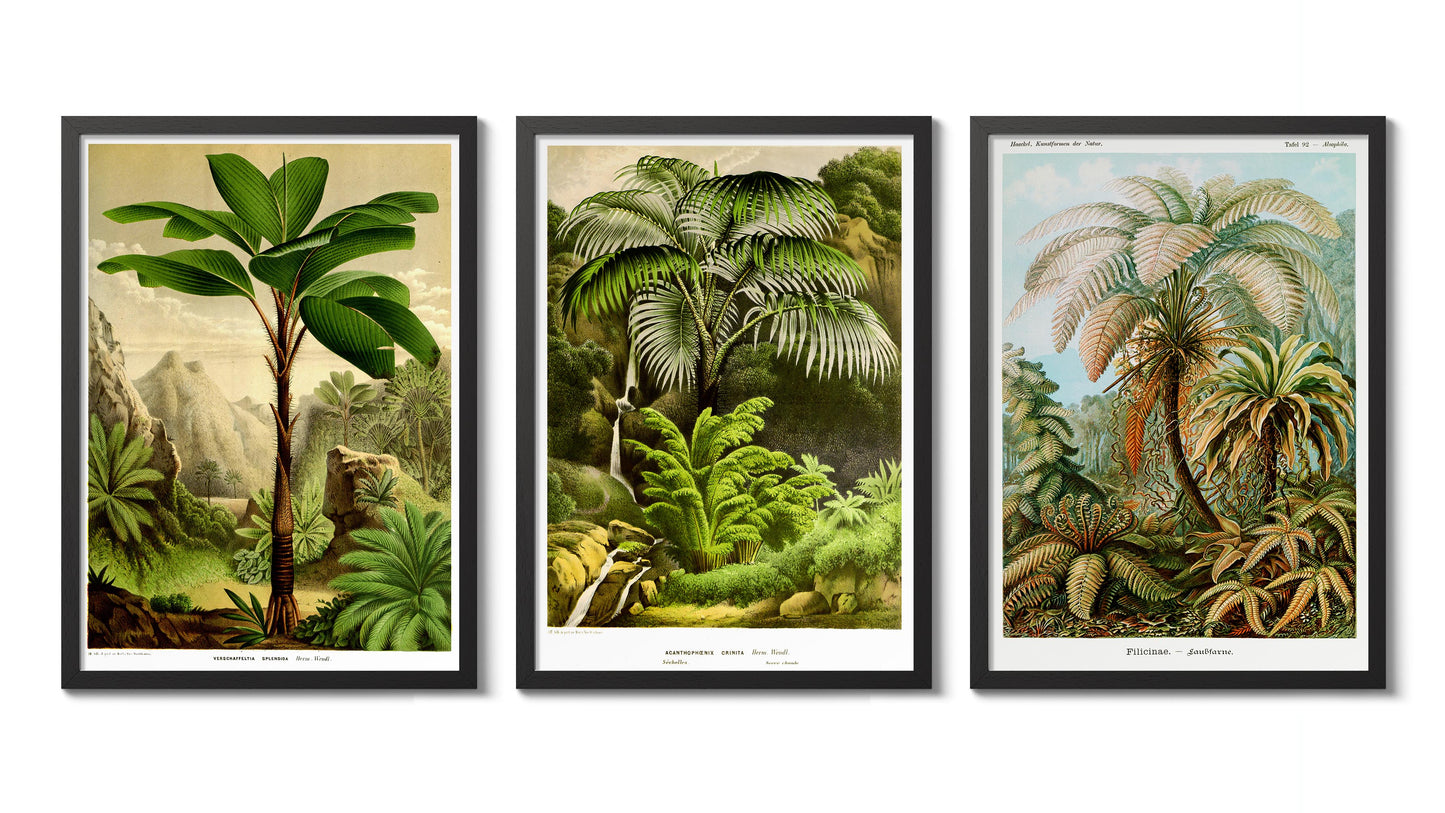 Botaniska träd - Set om 3