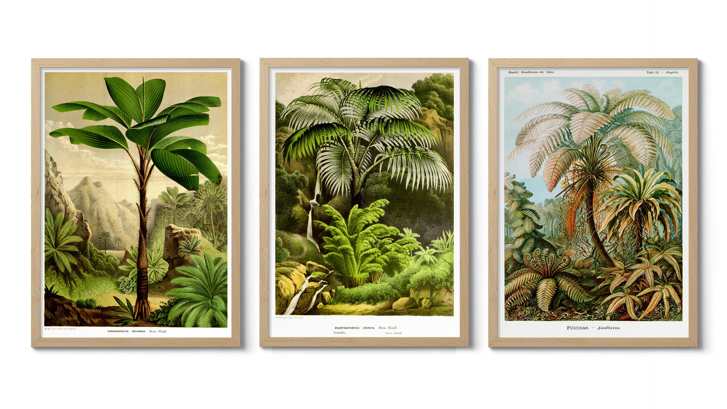 Botaniska träd - Set om 3