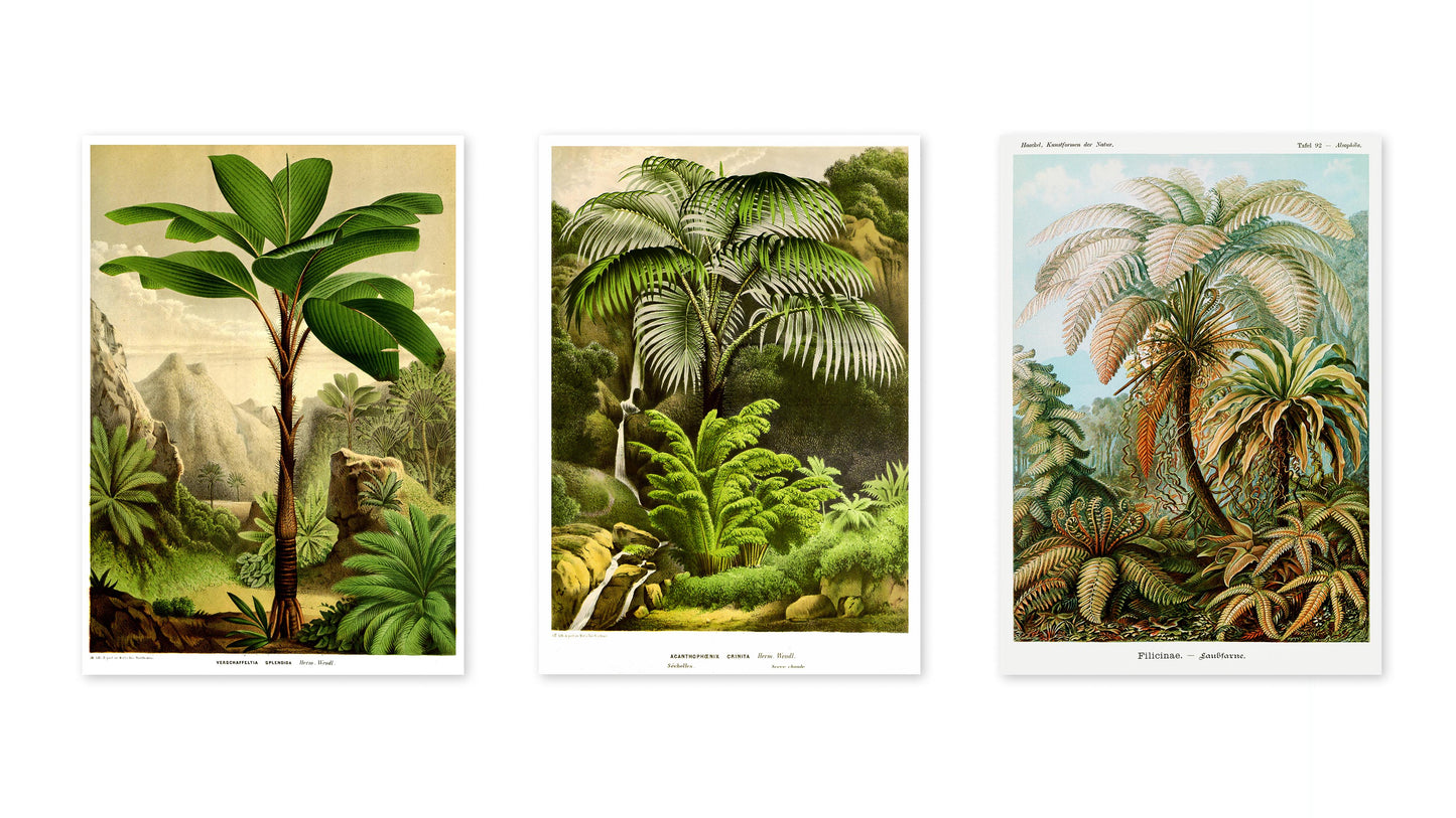 Botaniska träd - Set om 3