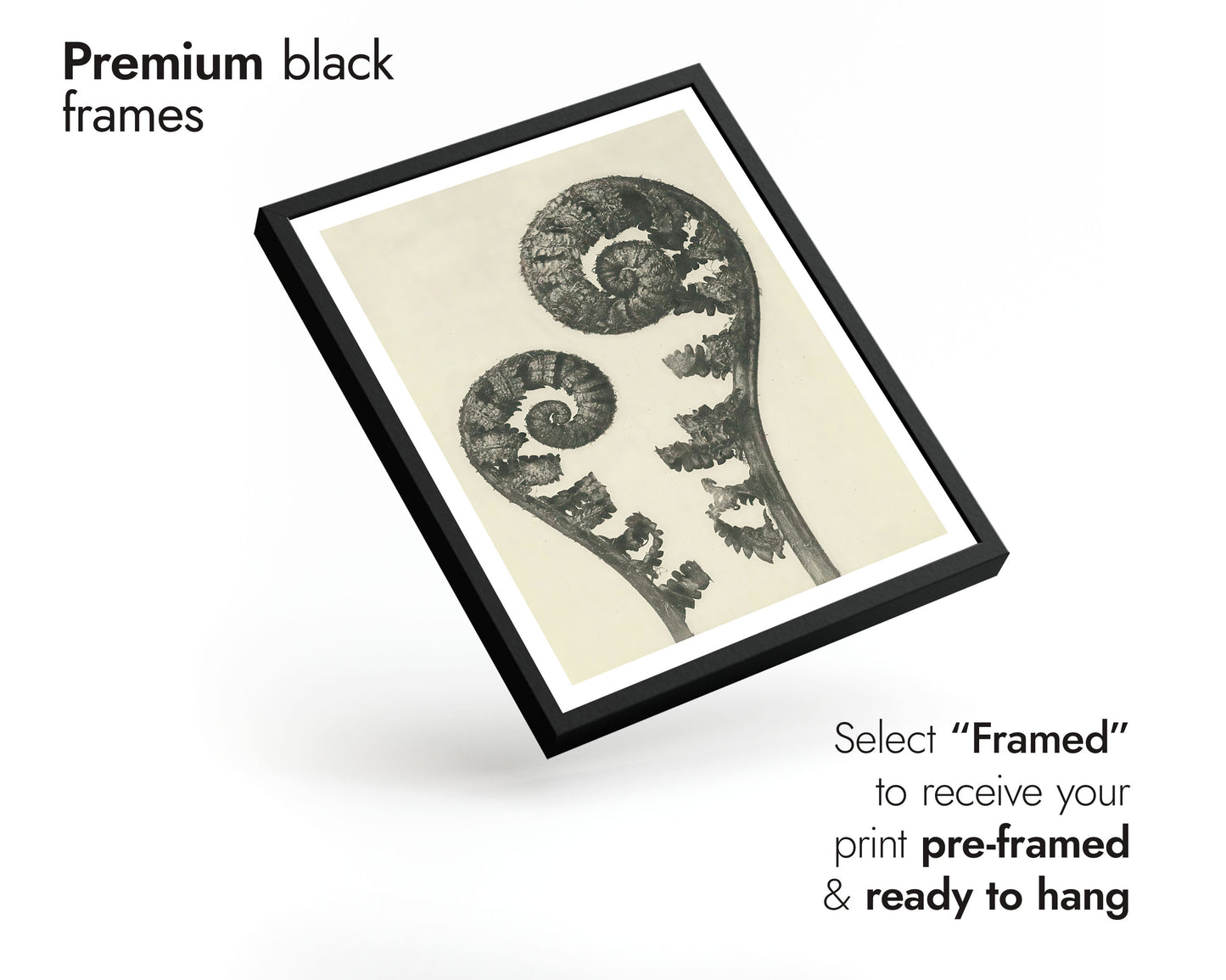 Ormbunkar och blommor