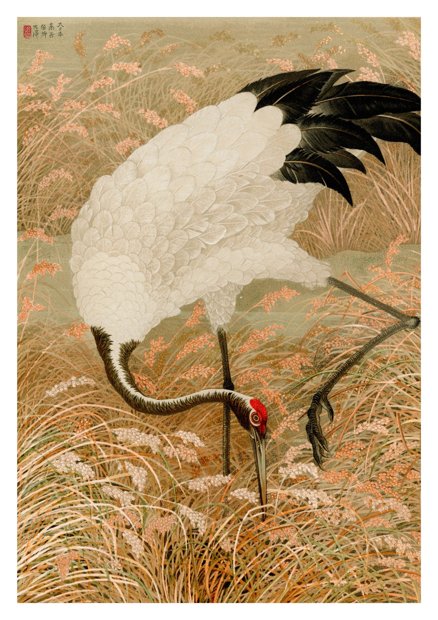 Grue Sarus dans un champ de riz - Print Only frame
