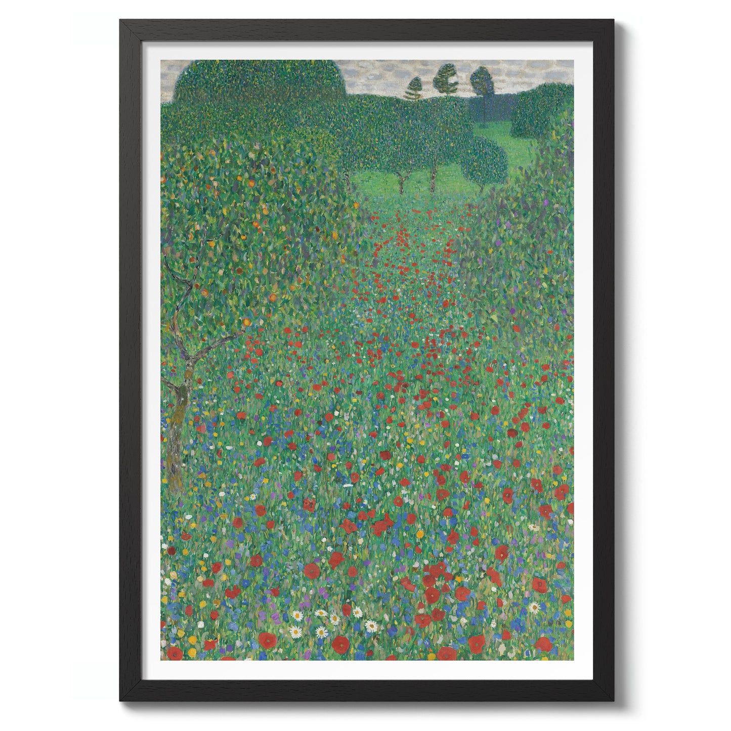 Coquelicots en fleur