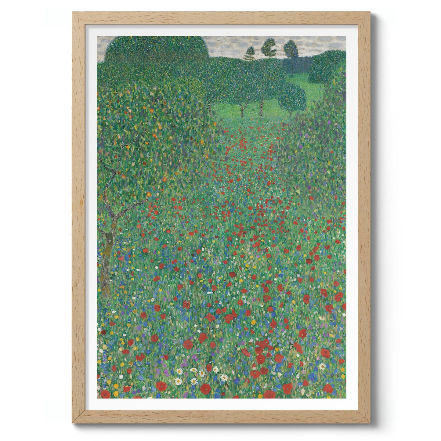 Coquelicots en fleur