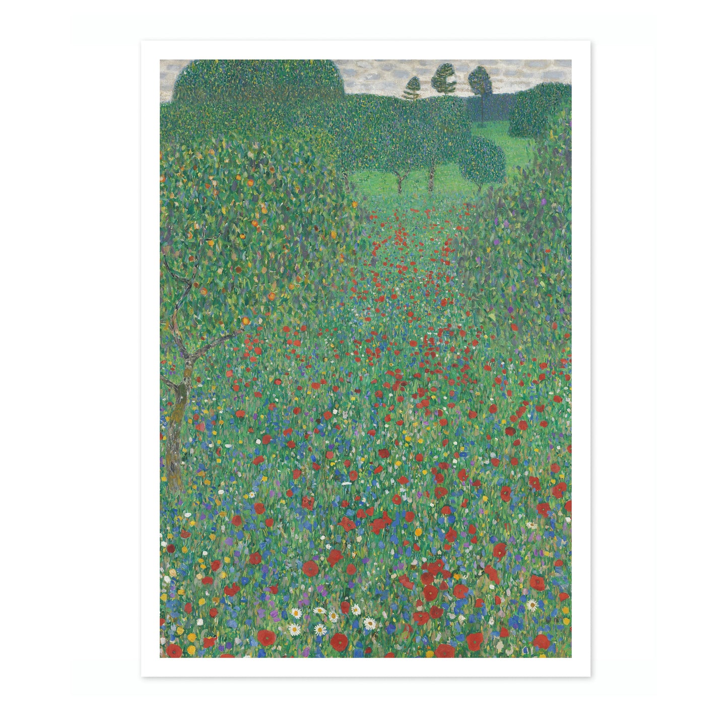 Coquelicots en fleur