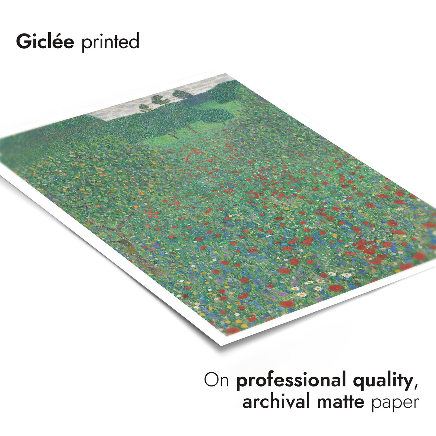 Coquelicots en fleur