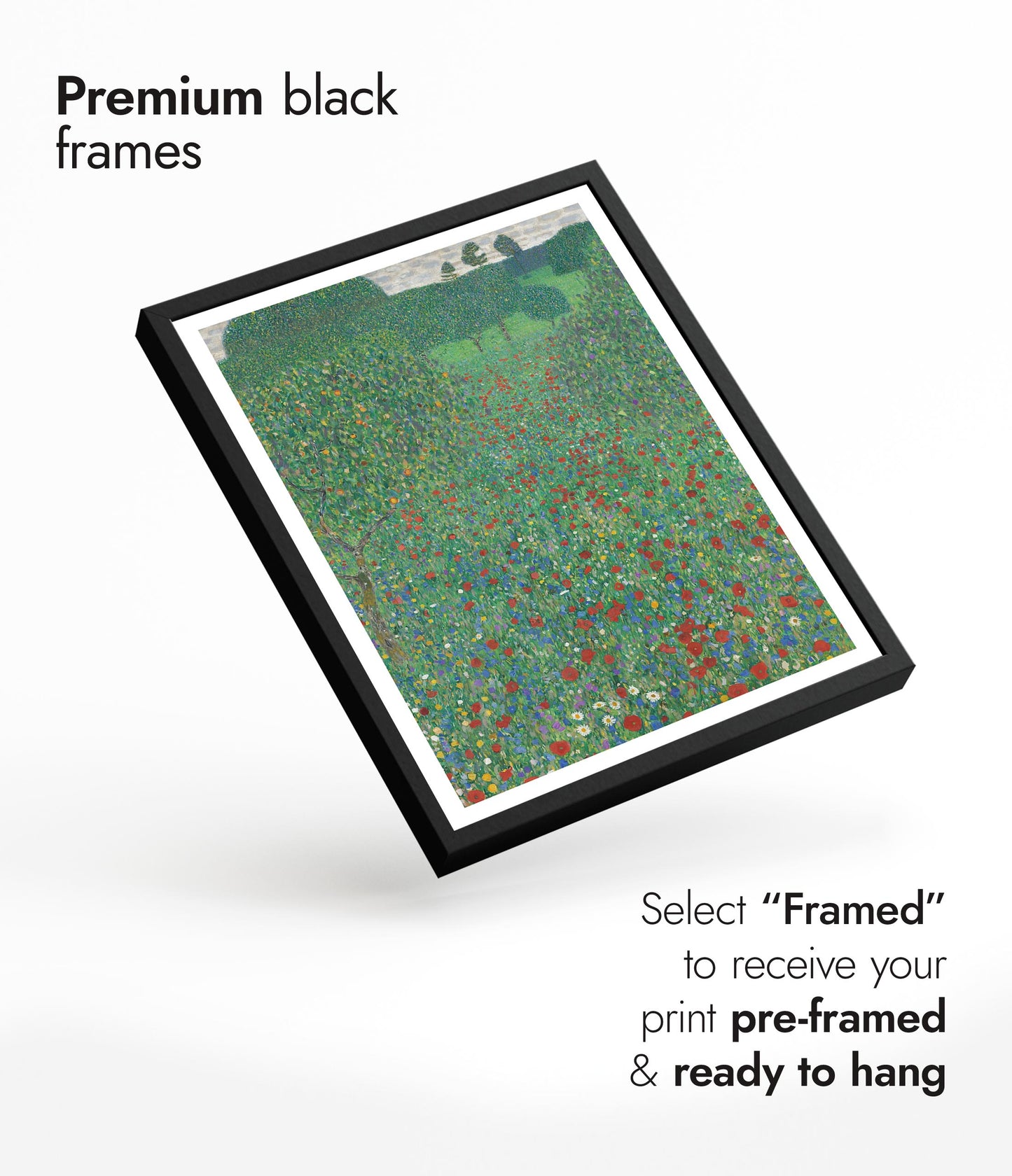 Coquelicots en fleur