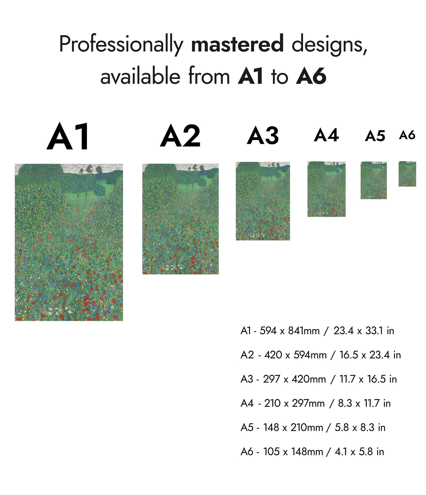 Coquelicots en fleur