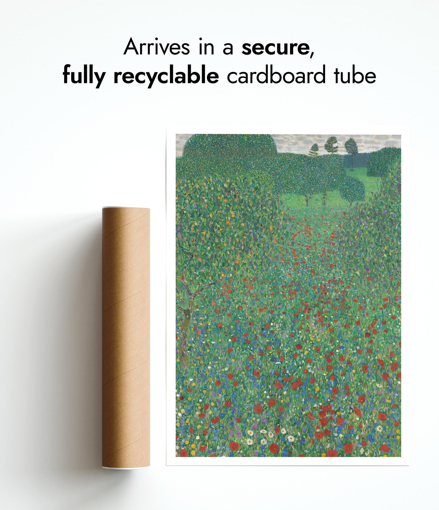 Coquelicots en fleur