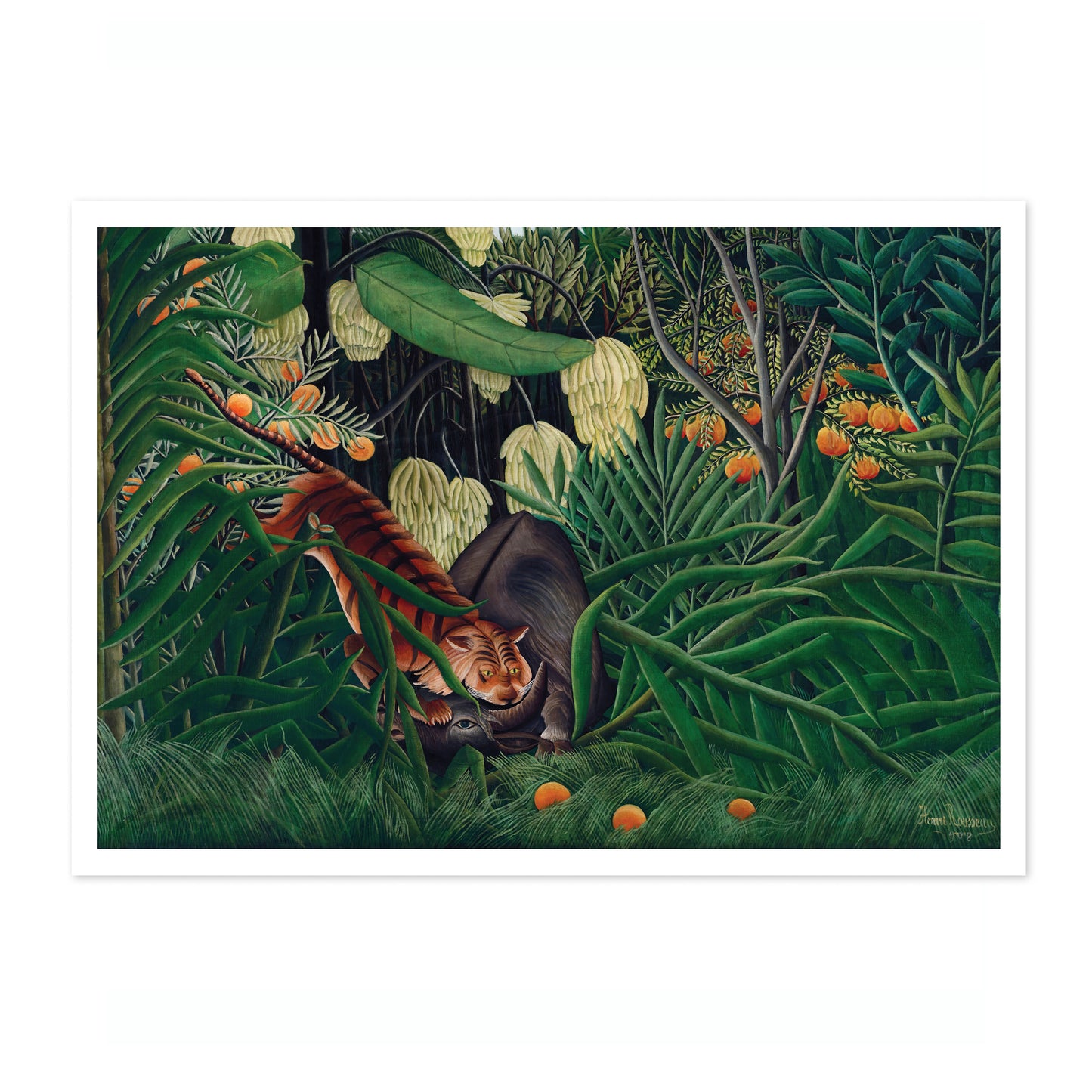 Combat entre un tigre et un buffle