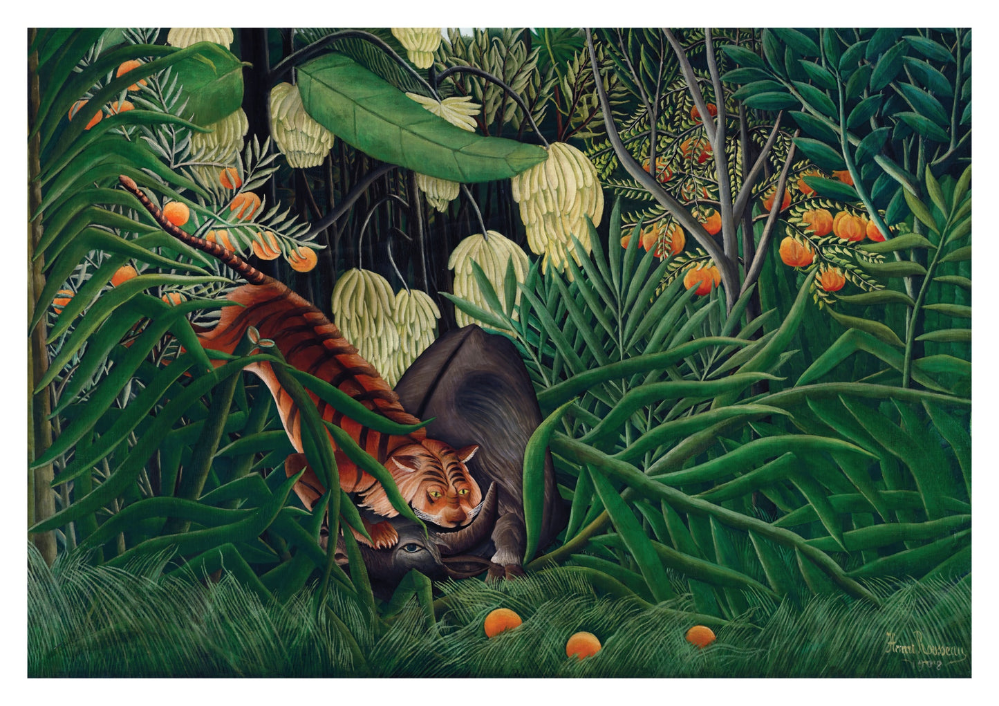 Combat entre un tigre et un buffle