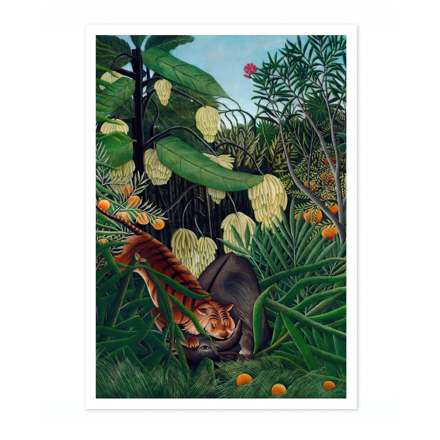 Fajt mellan en tiger och en buffel