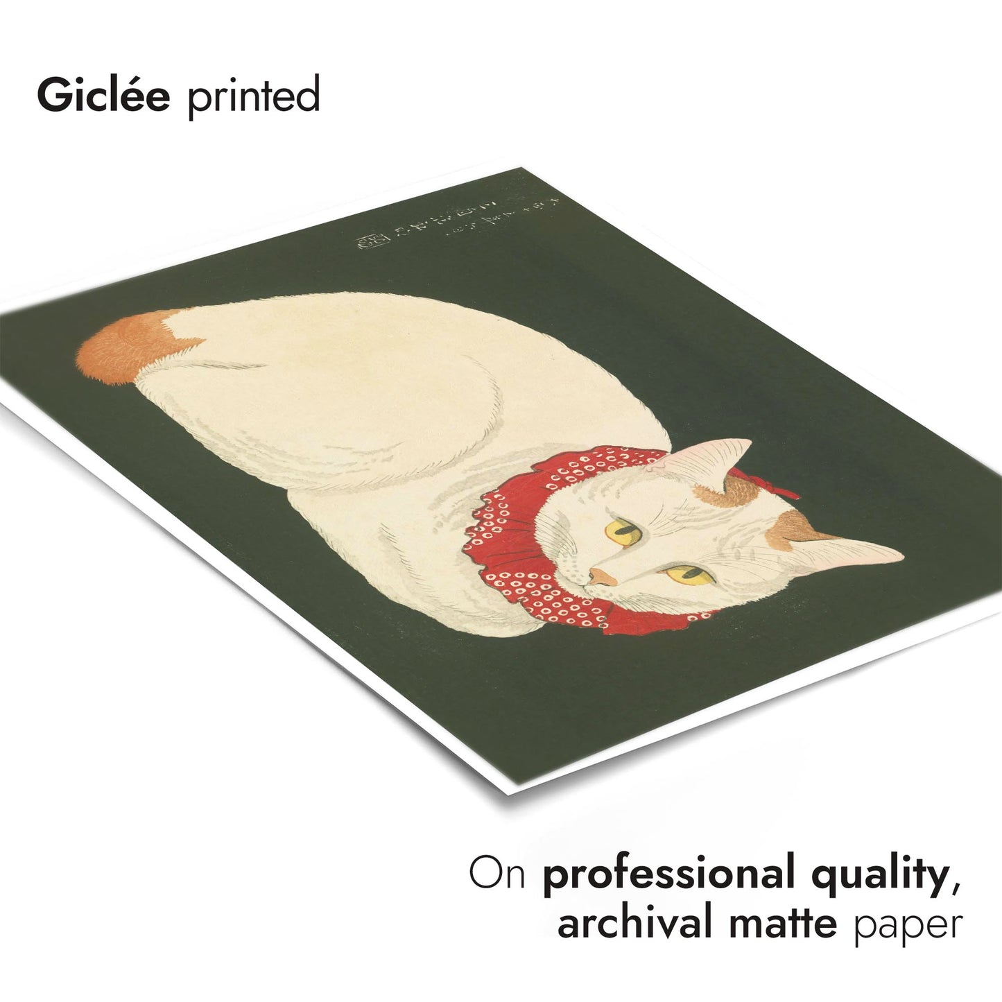 Shironeko (White Cat)