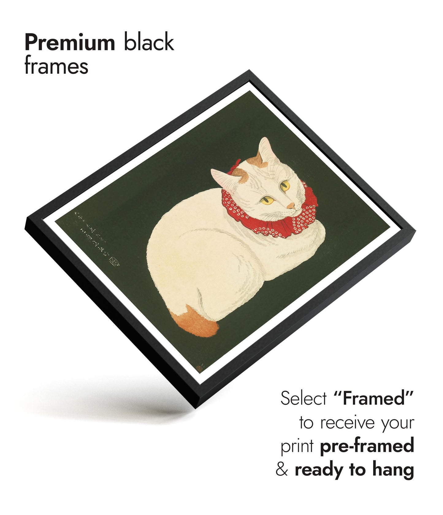 Shironeko (White Cat)