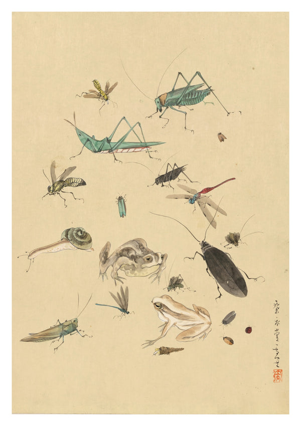 Grodor, Sniglar och Insekter