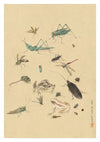 Frogs, Snails & Insects print