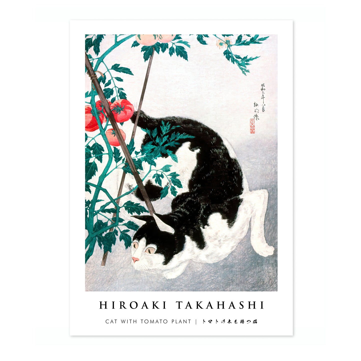 Katt med tomatplanta