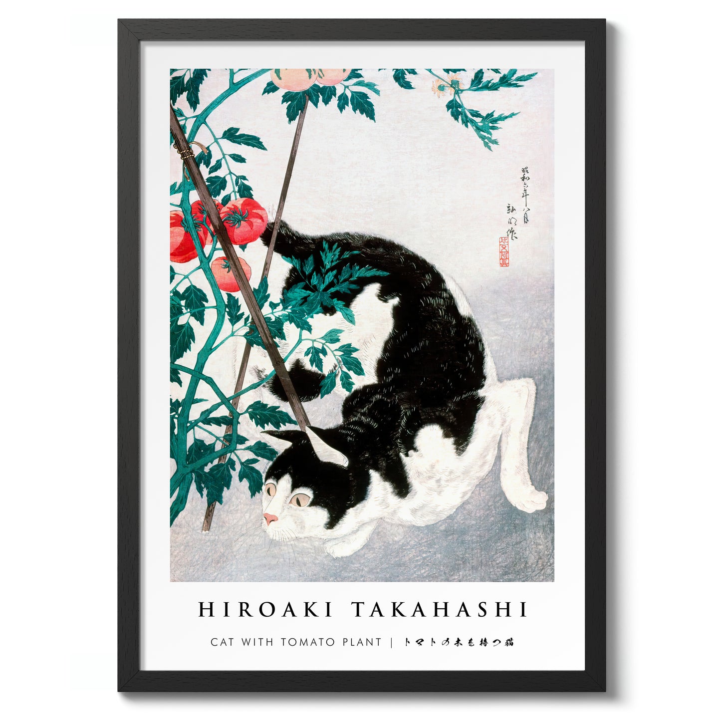 Katt med tomatplanta